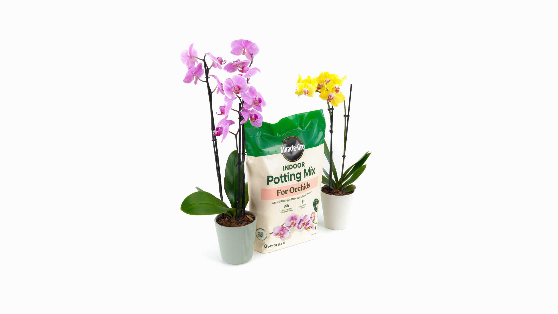 buy philodendrons Philodendron Verrucosum 'Titanium' *Grower's choice*