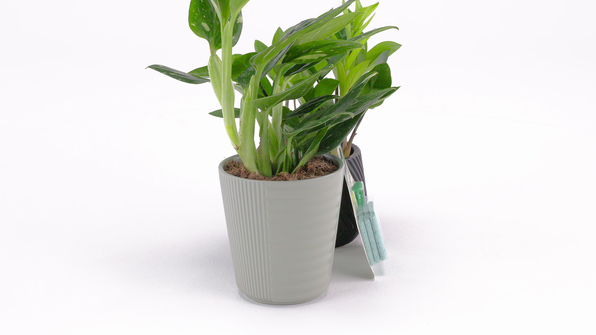 Miracle-Gro Indoor Plant Food Spikes for All Plants | ScottsMiracle-Gro US