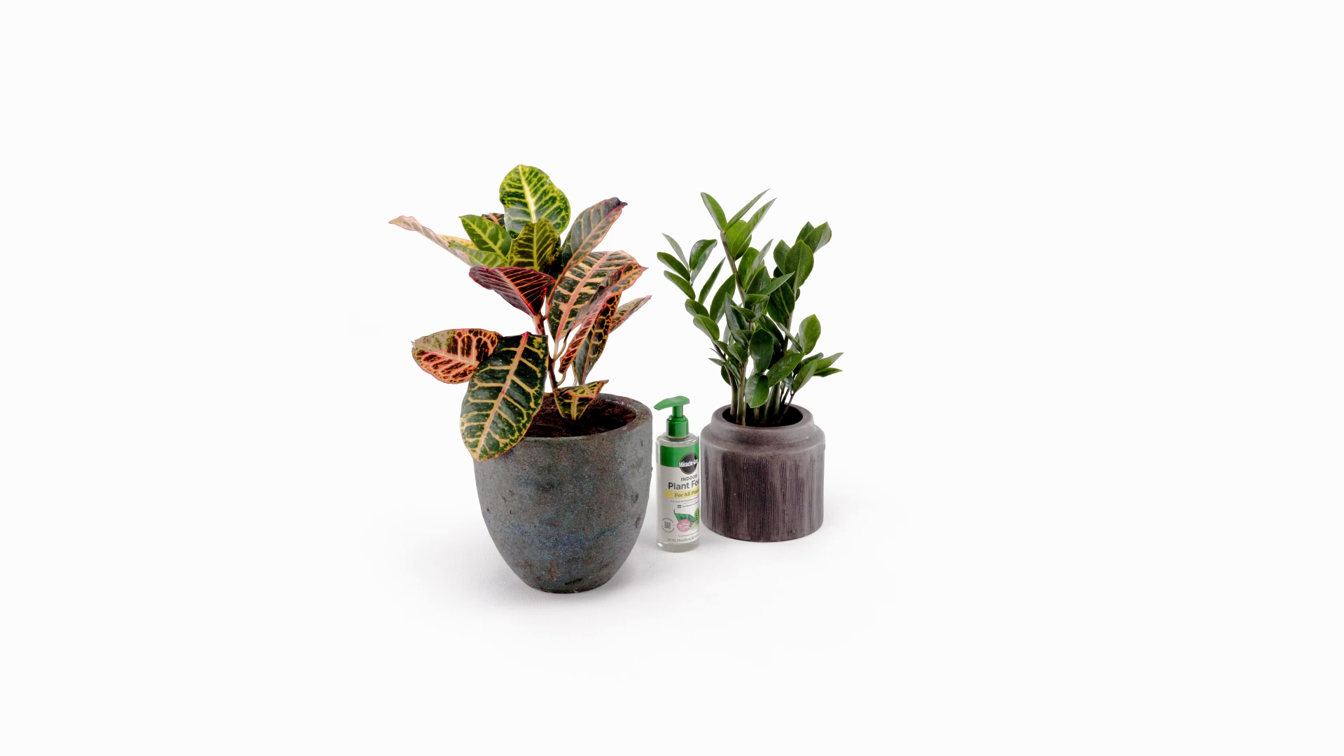 planting money plant seeds Money Plant Seeds – Silver Dollar Plant – SurvivalGardenSeeds main image 1