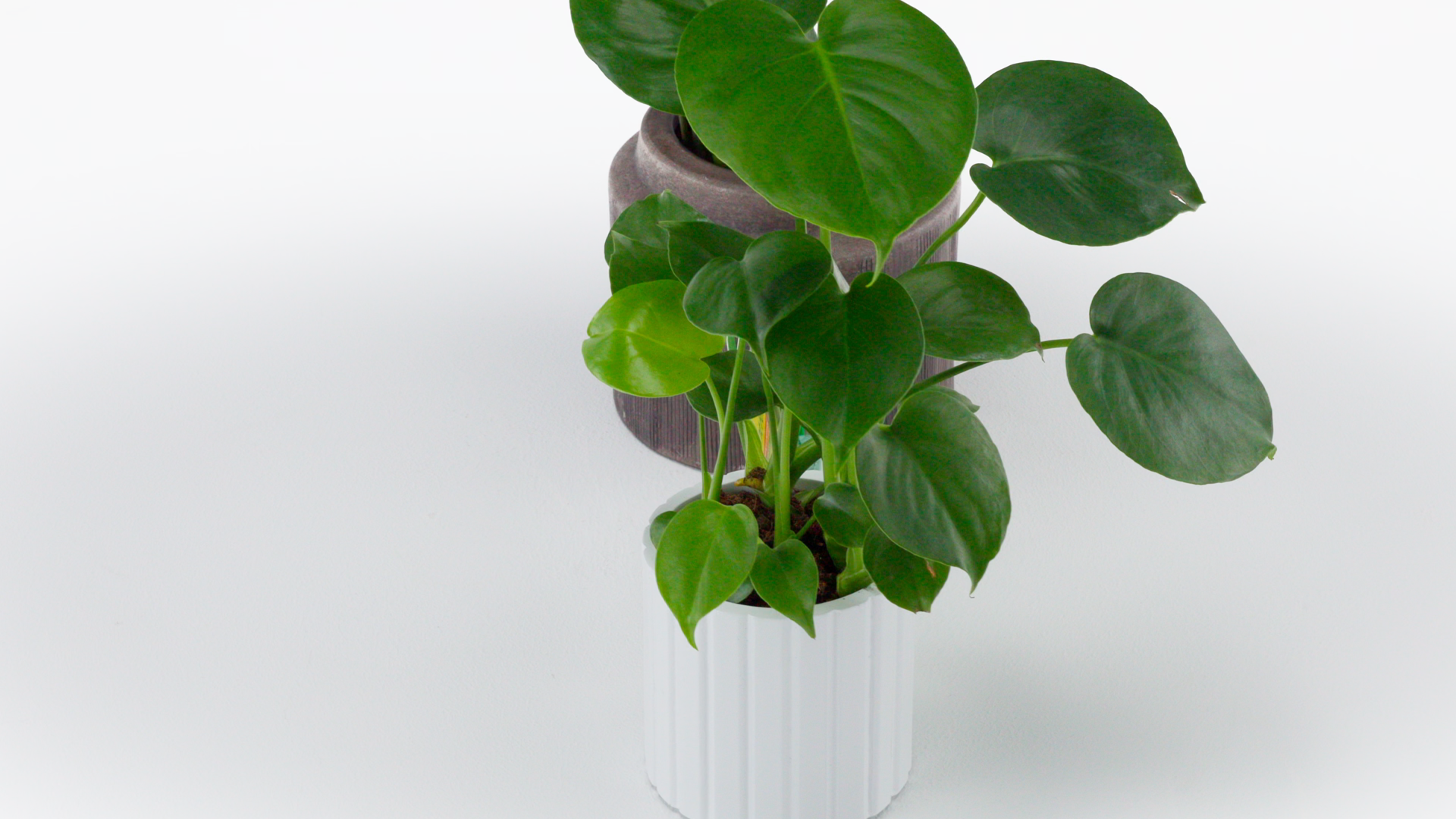 Miracle-Gro Indoor Plant Food Spikes for All Plants
