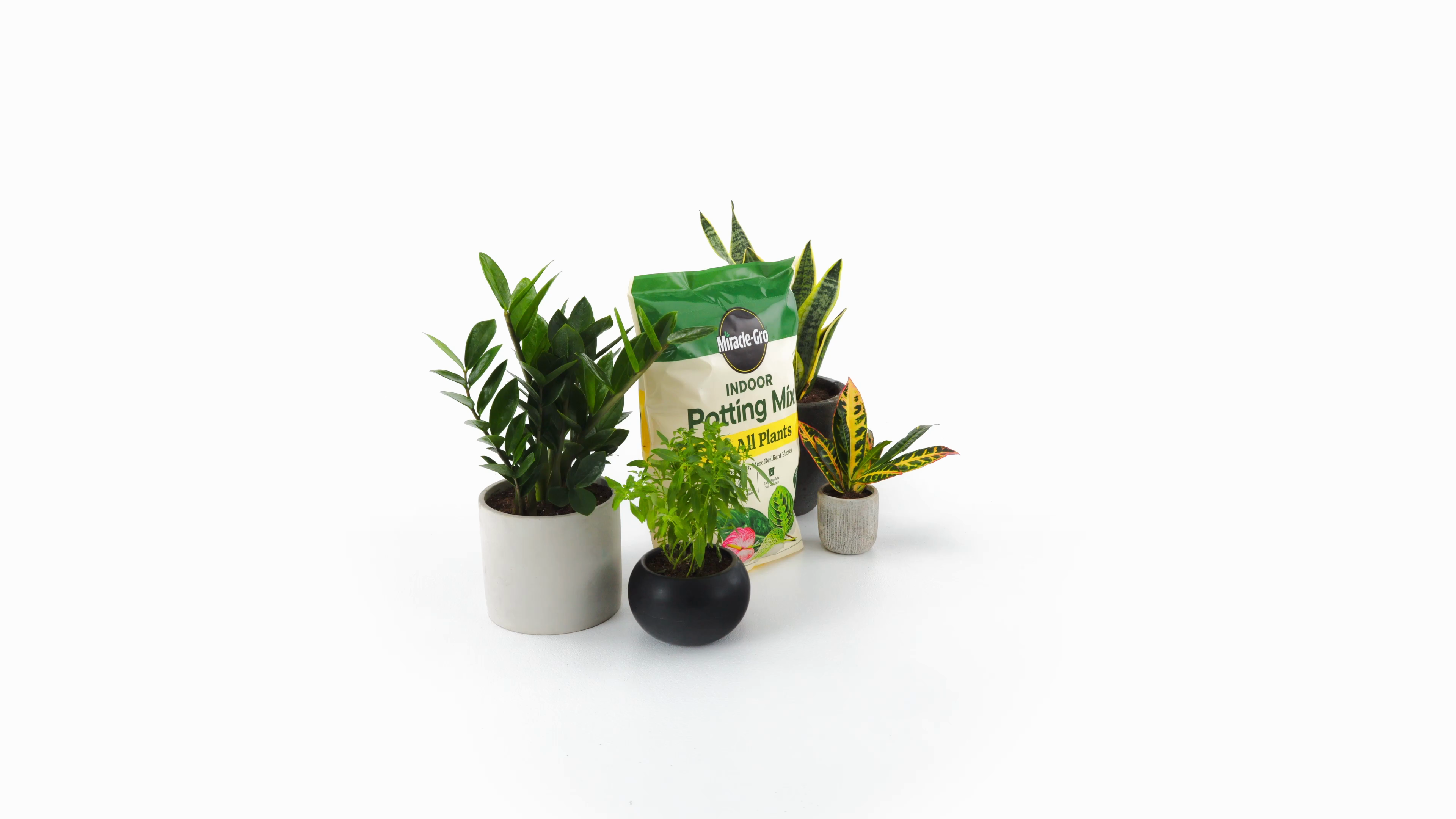 indoor banana tree plant Dwarf Cavendish Banana Fruit Tree main image 1
