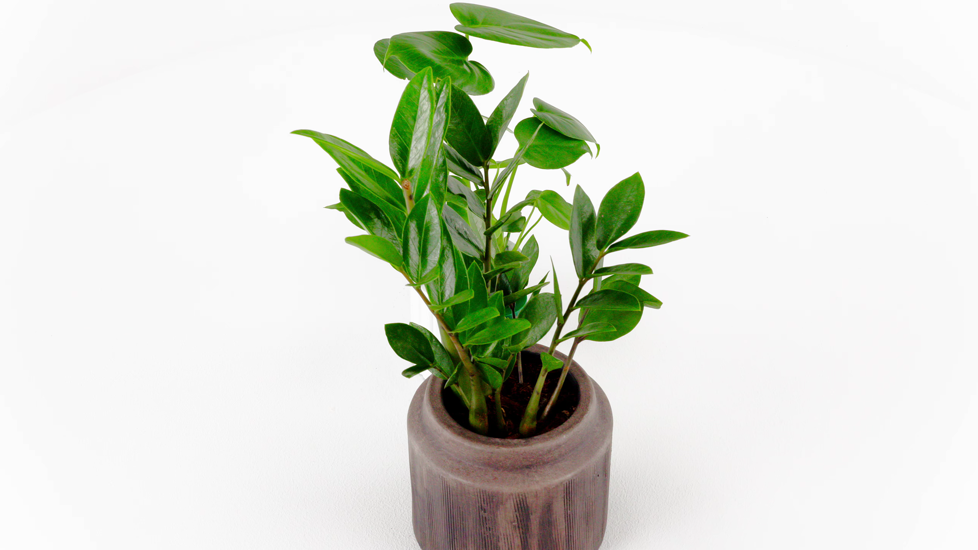 kinds of money tree Money Tree Single Trunk - Compact Stump Style